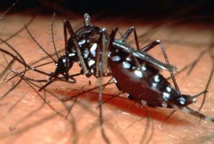 Dengue Fieber in Südamerika | Pflegepraktikum im Ausland